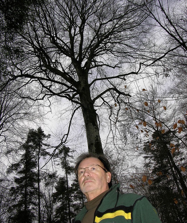 Auch Waldshuts grter Buche, rund 200...et Forst-Revierleiter Wolfgang Hein.    | Foto: HUber