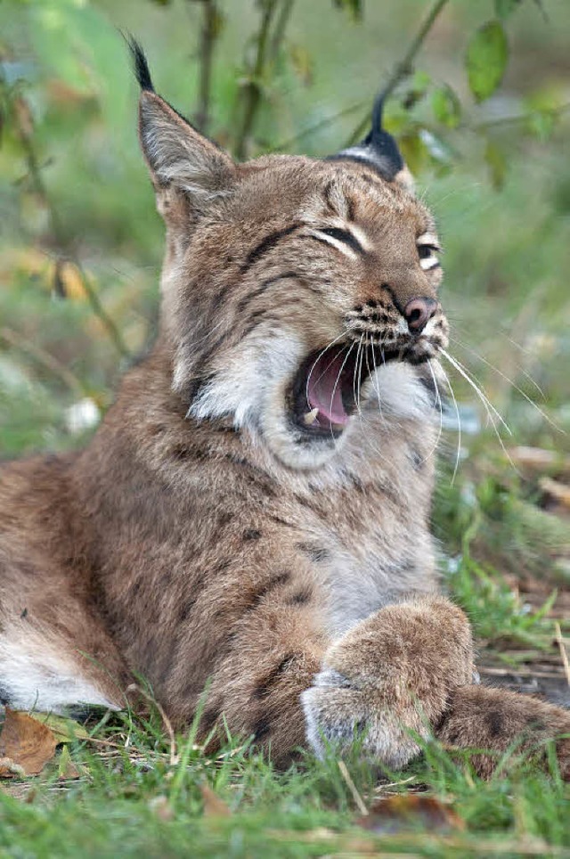 Auch ein Jger ist mal mde.   | Foto: Ingo Seehafer