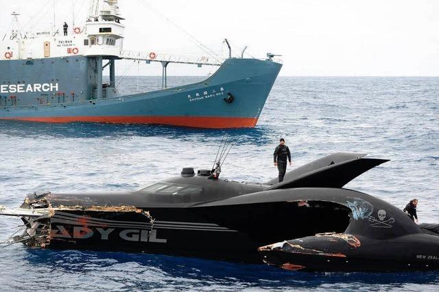 Walfangschiff rammt Schnellboot von Tierschützern