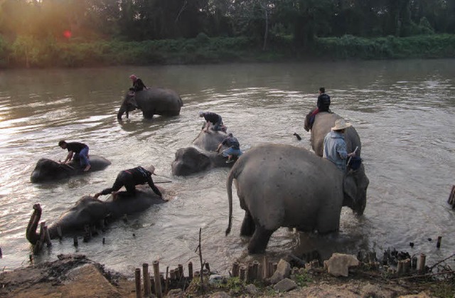 Das tgliche Bad gehrt zum Pflichtpro...nd pflegen ihre Elefanten im Mekong.    | Foto: Kistler