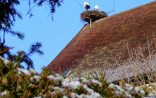   | Foto: Heinz Kirchenmaier