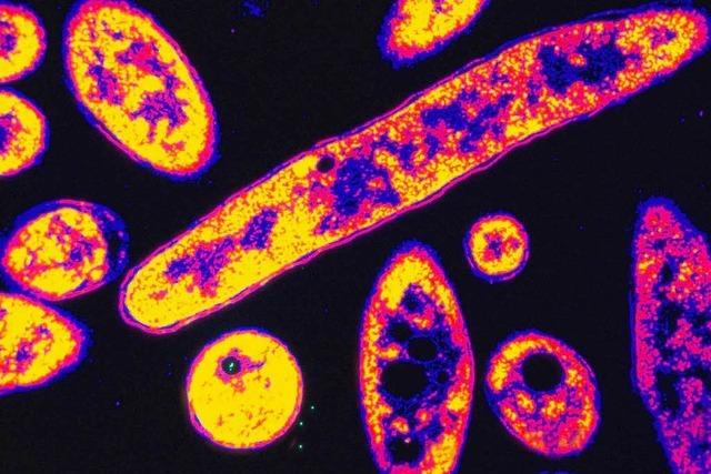 Zwei Menschen sterben an Legionellen-Infektion