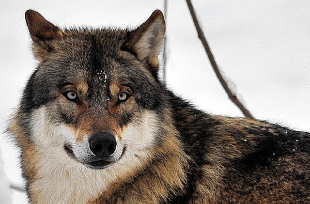 Glck gehabt: Dieser Wolf lebt in einem Zoo bei Hannover.   | Foto: dpa