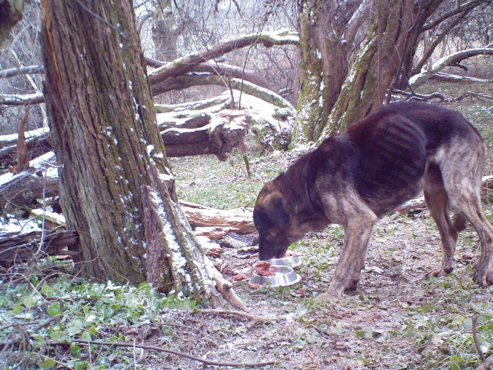 PhantomHund tappt fünf Monaten in die Falle Sasbach Badische Zeitung