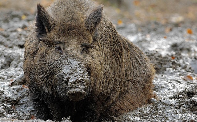 Wildschwein &#8211; fr Gourmets nur bedingt geeignetes Fleisch  | Foto: dpa