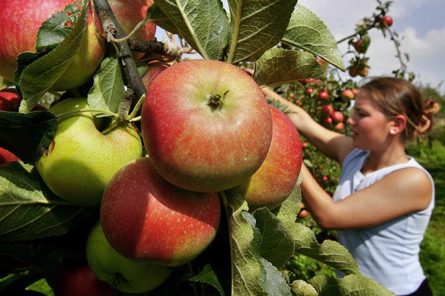 Je schner gefrbt  die Wangen eines A...eren Preisen lsst er sich verkaufen.   | Foto: dpa