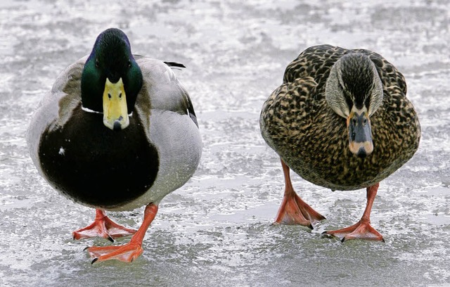 Mit nackten Fen auf dem Eis: Den Enten macht das gar nichts aus.  | Foto: DPA