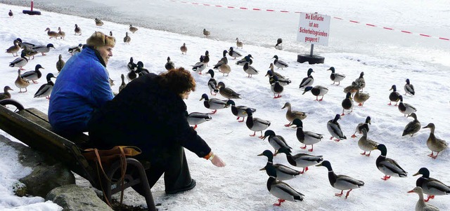 enten fttern am titisee  | Foto: peter stellmach