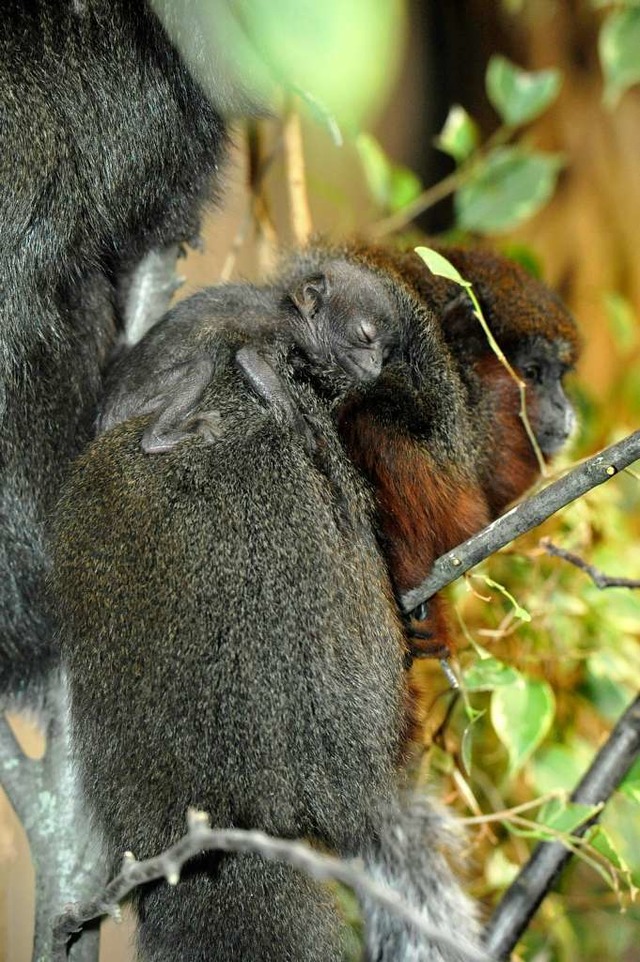 Der  50 Gramm leichte Winzling wird me...f dem Rcken  durchs Gehege getragen.   | Foto: zoo Basel