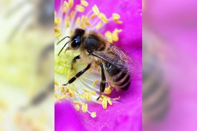 Ein Blumengruß für bedrängte Bienchen