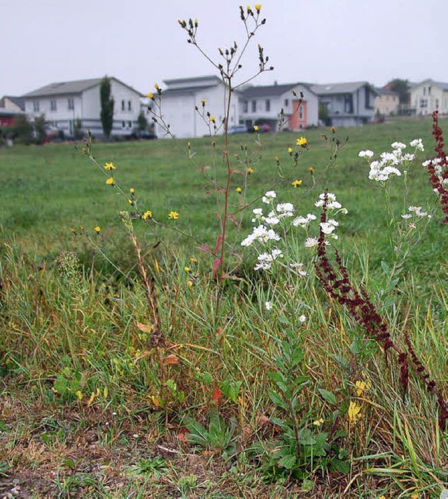 Wird weiter wachsen: Binzens Baugebiet &#8222;Lochacker&#8220;.   | Foto: Langelott