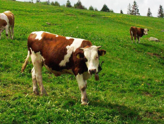 Werden Khe auf der Weide zur Seltenhe...n steigen aus der Milchproduktion aus.  | Foto: Karlheinz Scherfling