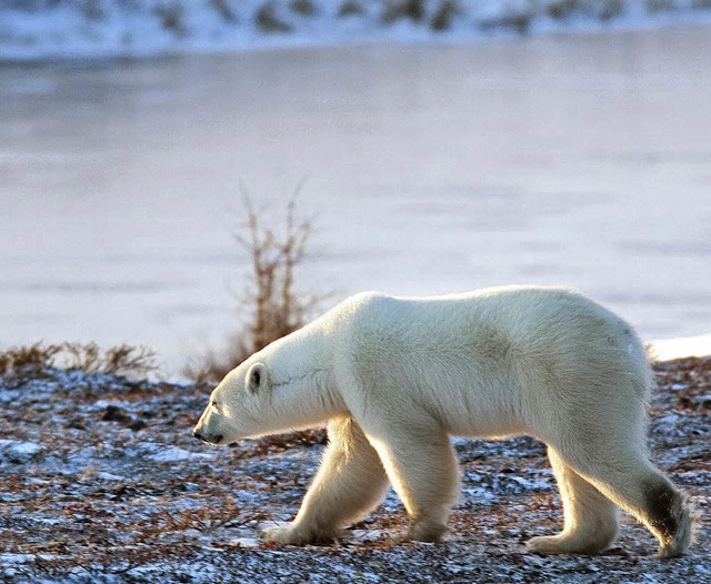 Der Eisbr, der in Island strandete, w...eil seine Eisscholle geschmolzen war.   | Foto: AFP