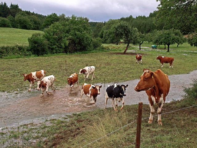 Nasse Fe bekamen diese Rinder im Jul...rken Gewitterregens ber die Ufer trat  | Foto: Karla Scherer