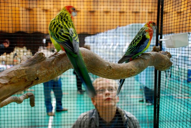 Leiser als Klingeltne: Wellensittiche bei einer Vogelausstellung in Maulburg.   | Foto: maja tolsdorf