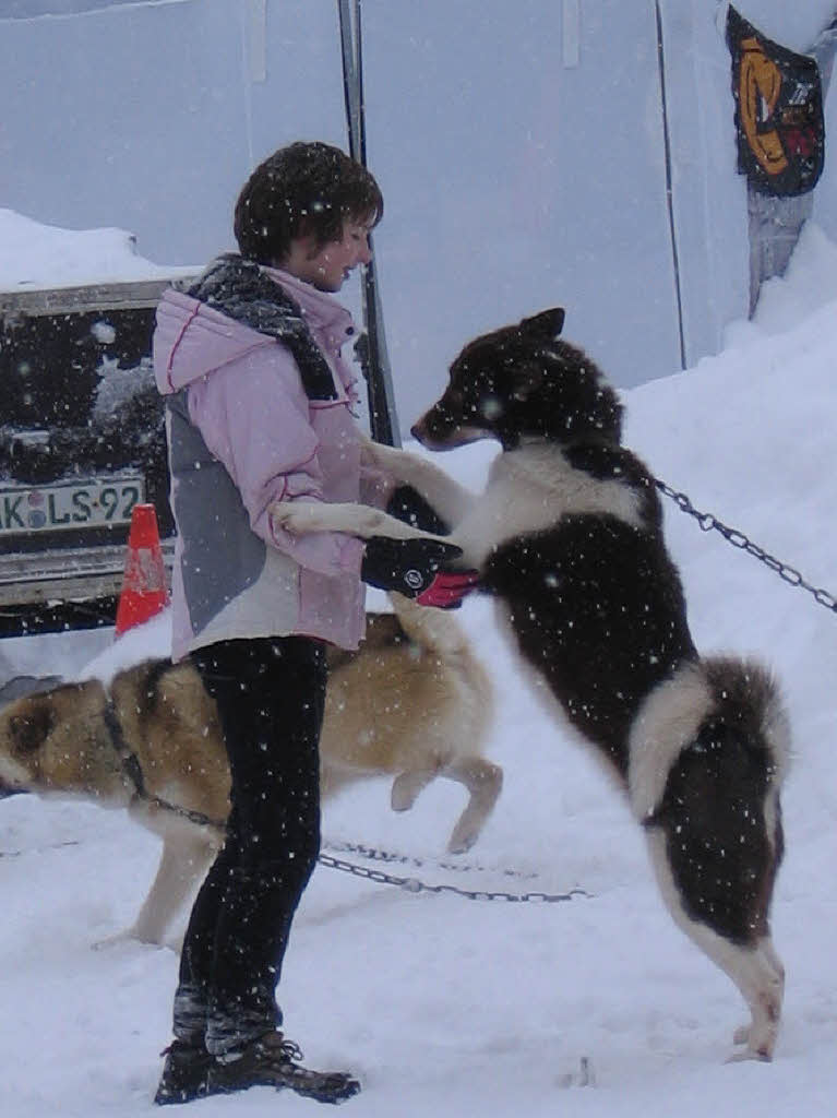 Impressionen von den Schlittenhunderennen 2010 in Todtmoos auf dem Schwarzenbach-Trail.