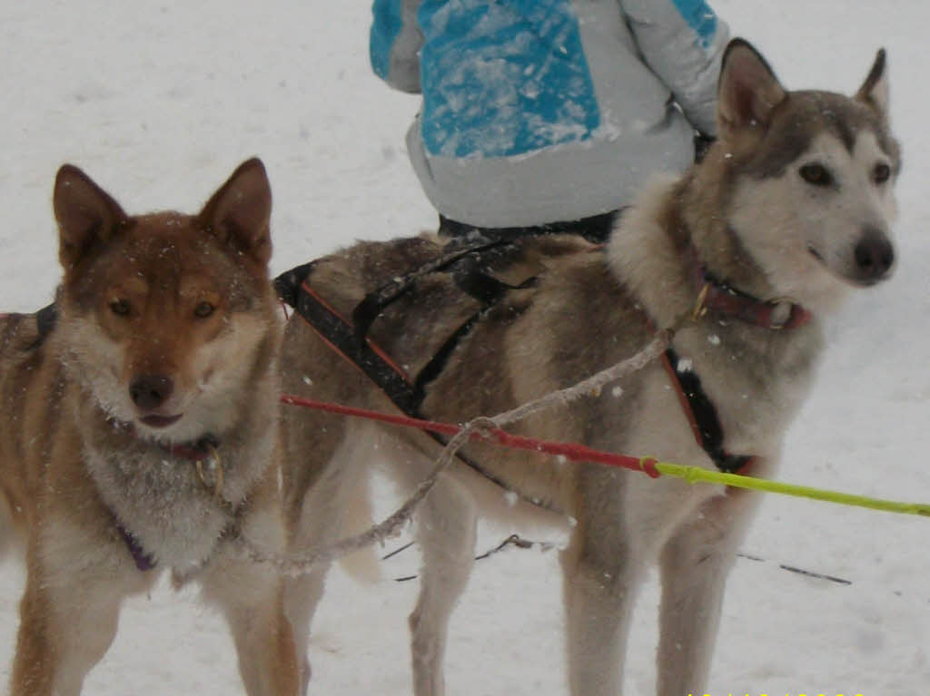 Impressionen von den Schlittenhunderennen 2010 in Todtmoos auf dem Schwarzenbach-Trail.