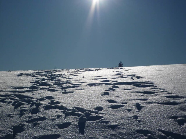 Sonne, Schnee und Klte &#8211; so prsentierte sich der Januar.  | Foto: Patrick Ohnemus