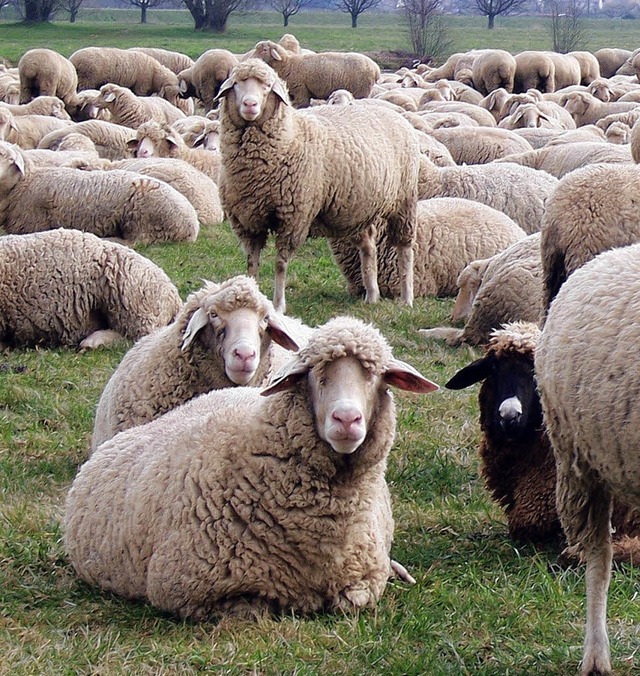 Eine eigene Schafherde: Das ist in  Ba...klrtes Ziel einer Weidegemeinschaft.   | Foto: archivfoto: rderer