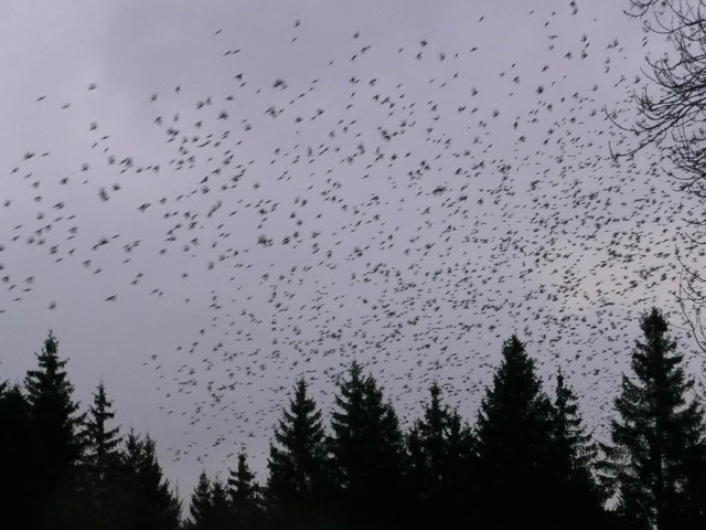 Millionen von Bergfinken am Himmel.  | Foto: Peter Meister