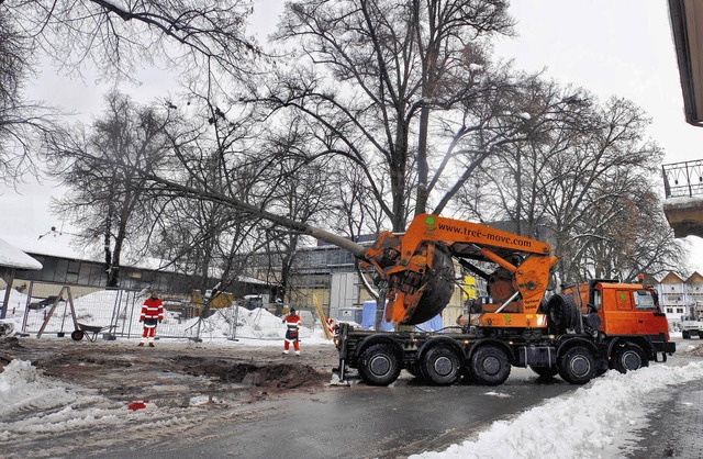 An der Wurzel gepackt: Gleich fnf Lin...nger Donauhallen wieder eingeplanzt.    | Foto: BZ