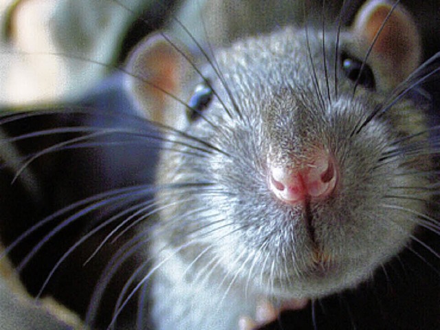 Ratten lassen sich   durch Ampeln nicht bremsen.   | Foto: Schneider