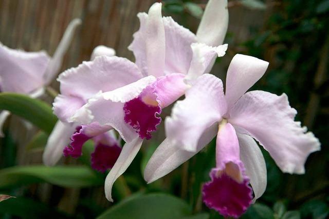 Besucherandrang bei der Lahrer Orchideenschau