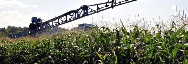 Der Mais ist die wichtigste Feldfrucht...Anbau wird knftig stark zurckgehen.   | Foto: dpja