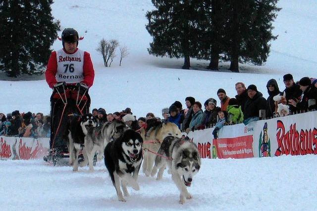 Fotos: Schlittenhunderennen in Bernau