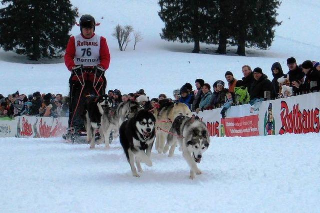 Fotos: Schlittenhunderennen in Bernau