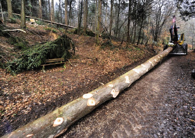 Der Stadtwald nrdlich von Gnterstal wird derzeit durchforstet.  | Foto: Michael Bamberger