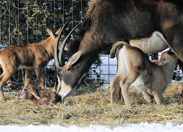 Kaum da und schon mchtig Durst.   | Foto: Zoo Basel