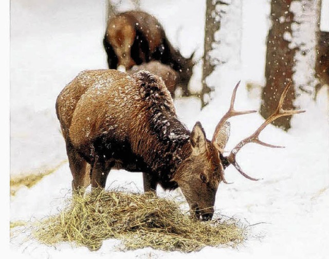 Das Wild leidet unter dem harten Winte...er Futterstelle im winterlichen Wald.   | Foto: DPA