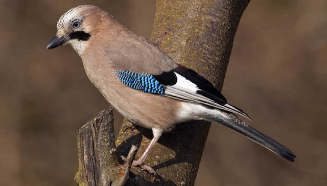 Ein intelligenter und schn anzusehender Vogel, der Eichelhher   | Foto: Ingo Seehafer