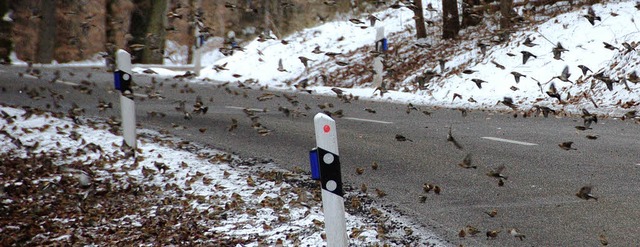 Pltzlich fliegen sie aus dem Wald be...uf  Nahrungssuche im Wittlinger Forst.  | Foto: Markus Maier