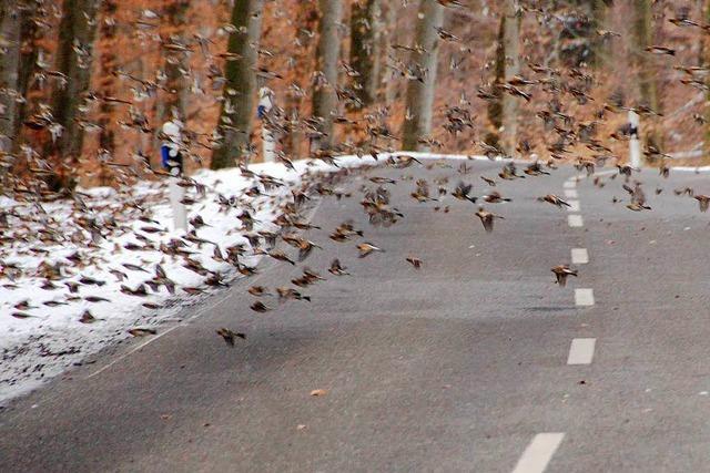 Tausende Vögel gefährden Verkehr – Straßen gesperrt