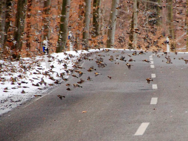 Riesige Schwrme Bergfinken im Tiefflu...schen Eichsel und Degerfelden sperren.  | Foto: Markus Maier