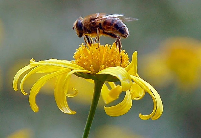 Clothianidin hatte zu einem massiven Bienensterben gefhrt.  | Foto: Markus Donner