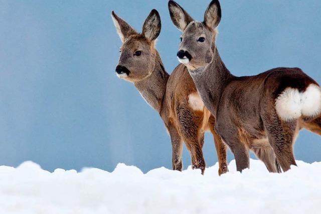 Fotos: Tiere genieen den Winter