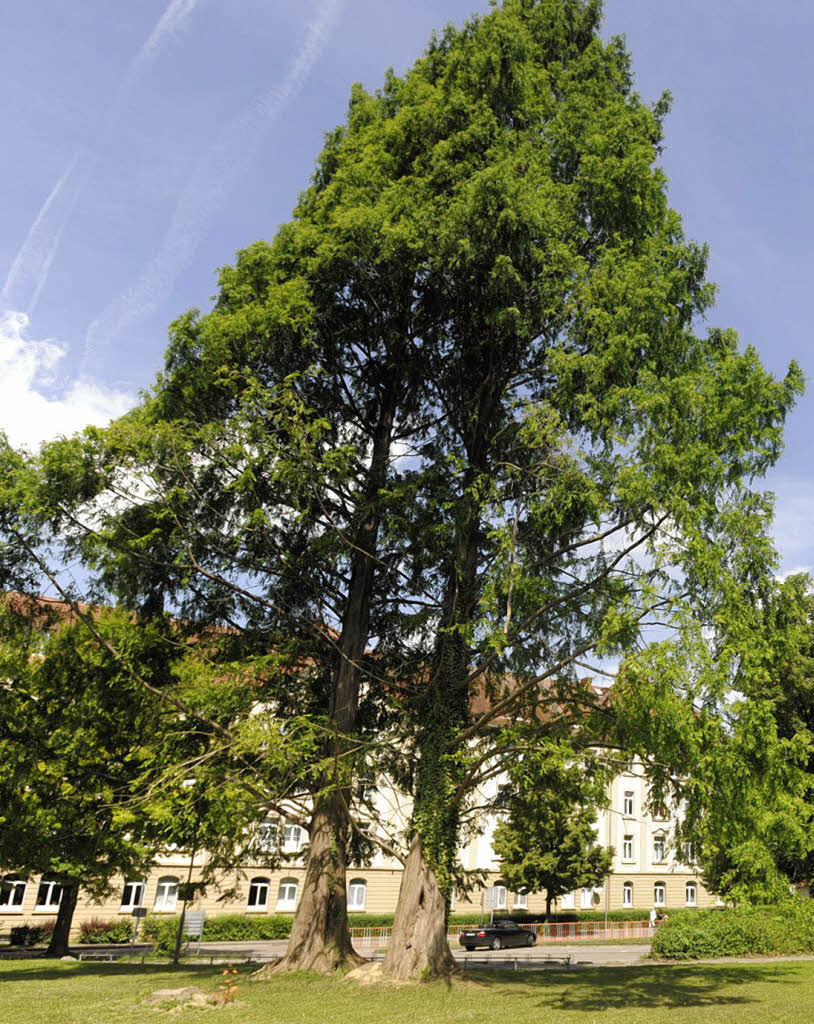 Chinesischer Baum Garten