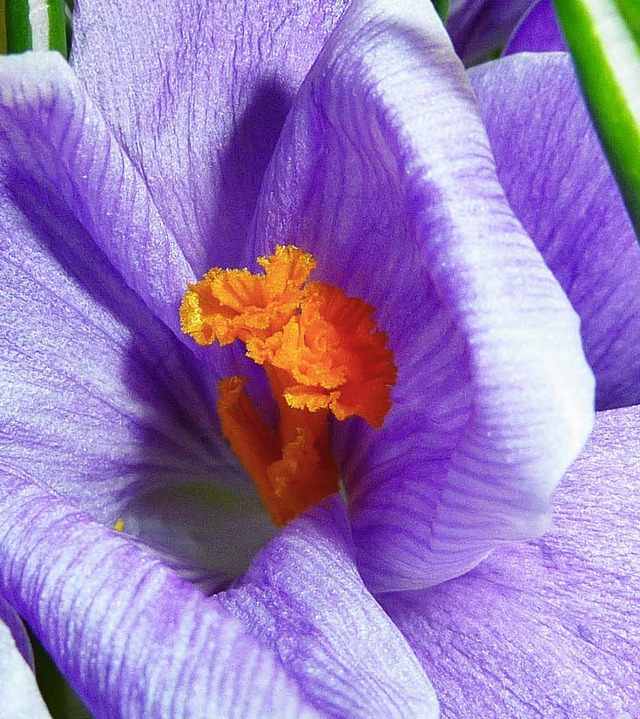 Ein Hauch von Frhling wehte am Sonnta...e in Heritersheim der Sonne  entgegen.  | Foto: Heike Lemm