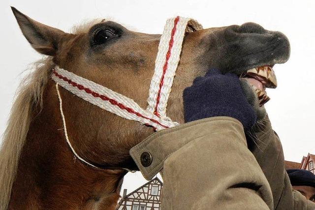 Ehrungen fr erfolgreiche Ortenauer Pferdezchter