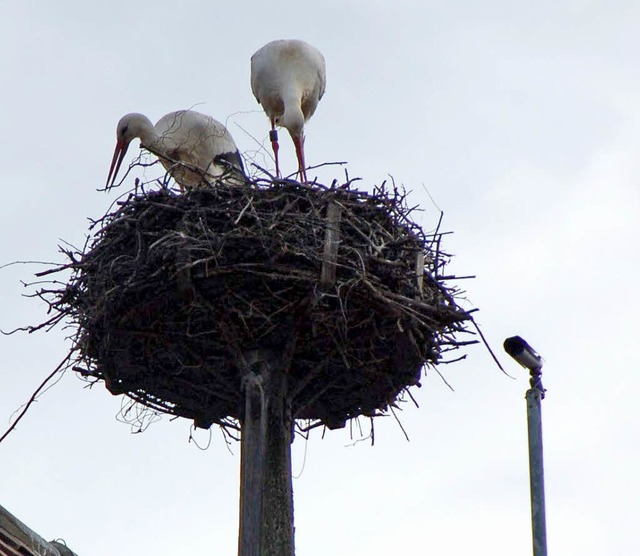 Frhlingsboten: Seit gestern macht es ...orchenpaar auf dem Rathaus gemtlich.   | Foto: K. Fischer