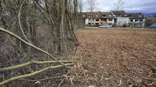 Bis auf Bodenniveau abgesgt wurden di...er groen Flche am Zwiegerackerweg.    | Foto: Bamberger