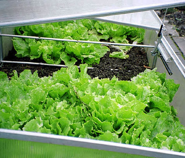 Der erste Salat aus dem Frhbeet ist  ein besonderer Genuss.   | Foto: jaehner