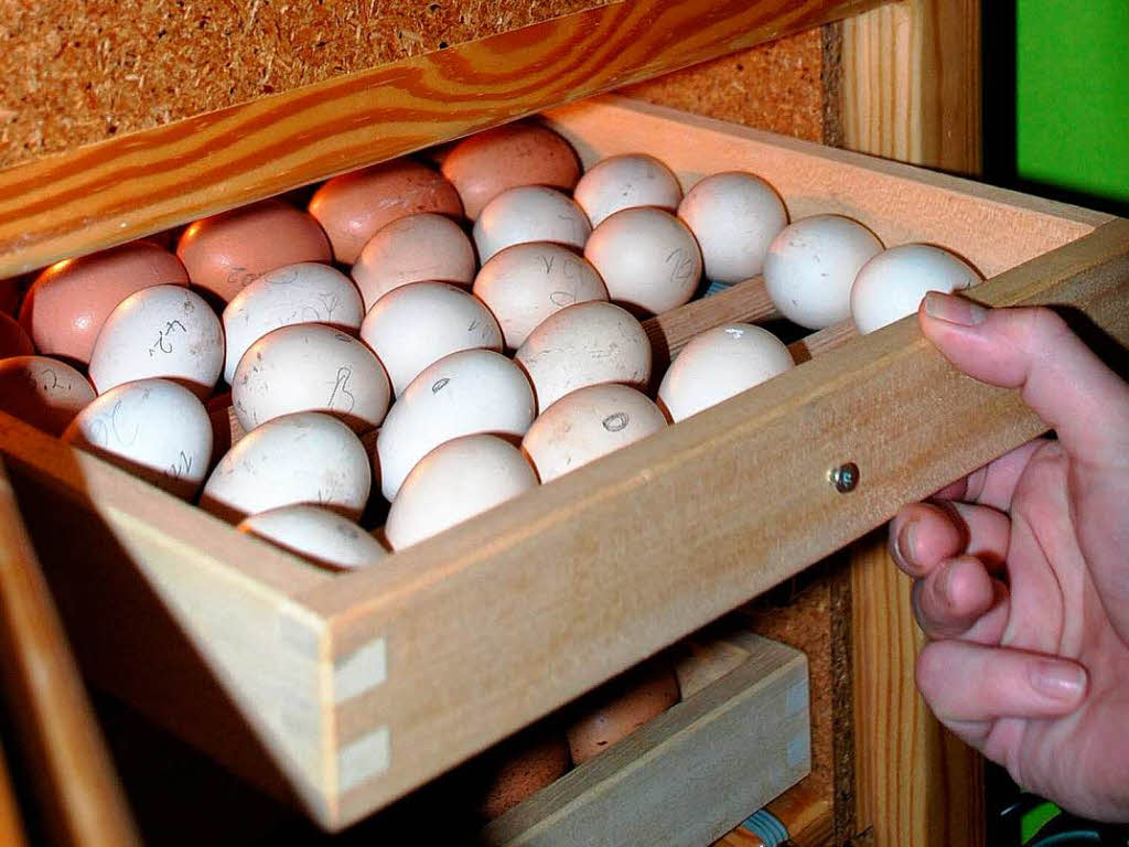 ...alles beginnt natrlich mit dem Ei.   Etwa 90 Eier  lagern derzeit im Vorbrutschrank des Naturmuseums.