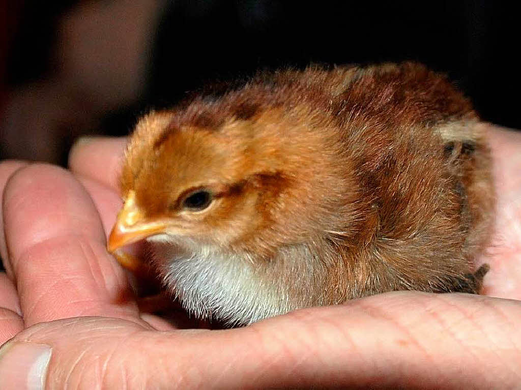 In der Hand des Zchters fhlt sich das Kken wohl.