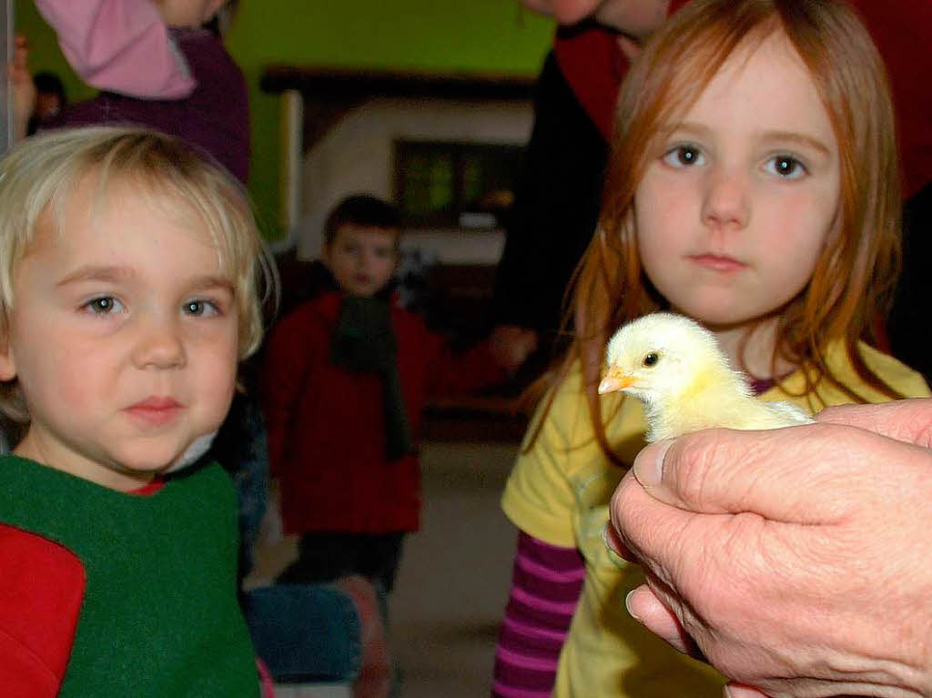 Diesem  jungen Huhn fehlt noch ein Name.