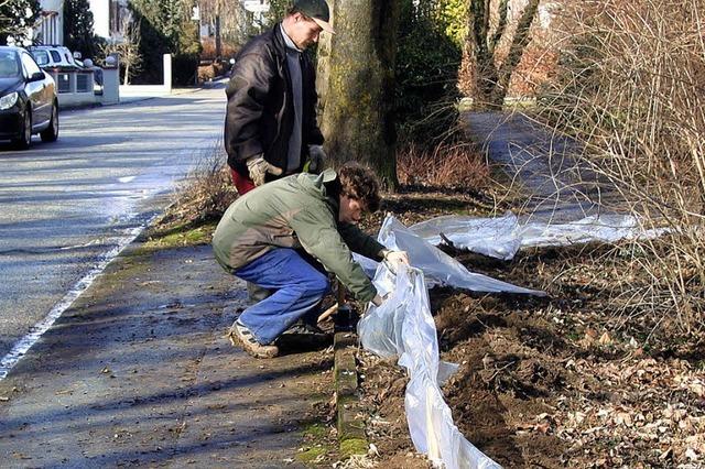 Krtenwanderung beginnt