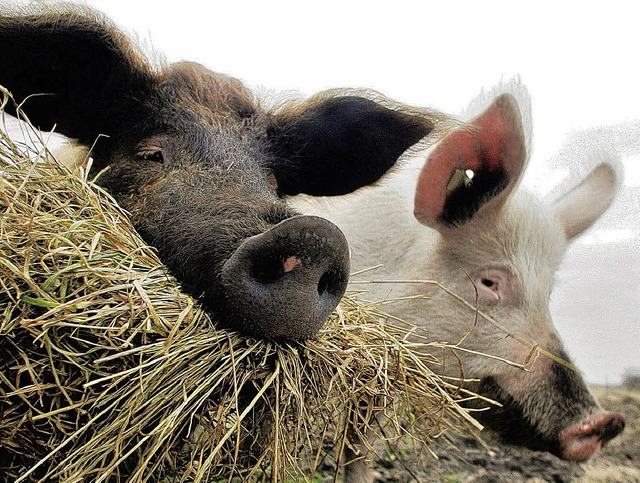 Ein sattes Bndel an Entscheidungen mu... Europa-Farm-Schweine  tummeln knnen.  | Foto: ddp